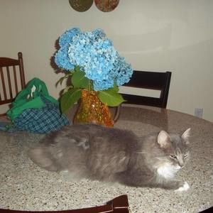 Meet your Posher, Diane